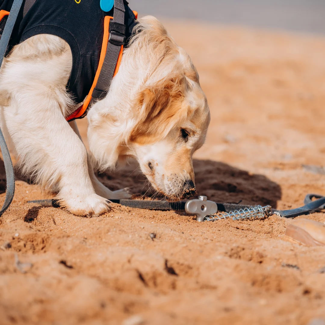 PEGGY PEG PetPeg 2.0 Schraubhering mit Stossdaempfer 33 cm - HP63