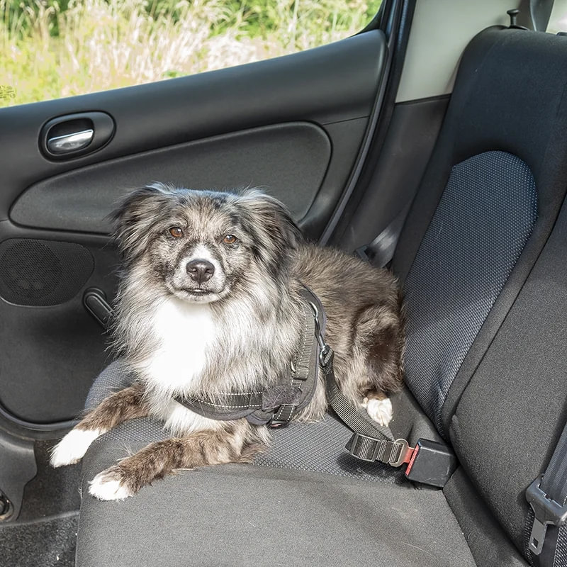 ProPlus Hundeleine Sicherheitsgurt - 730017