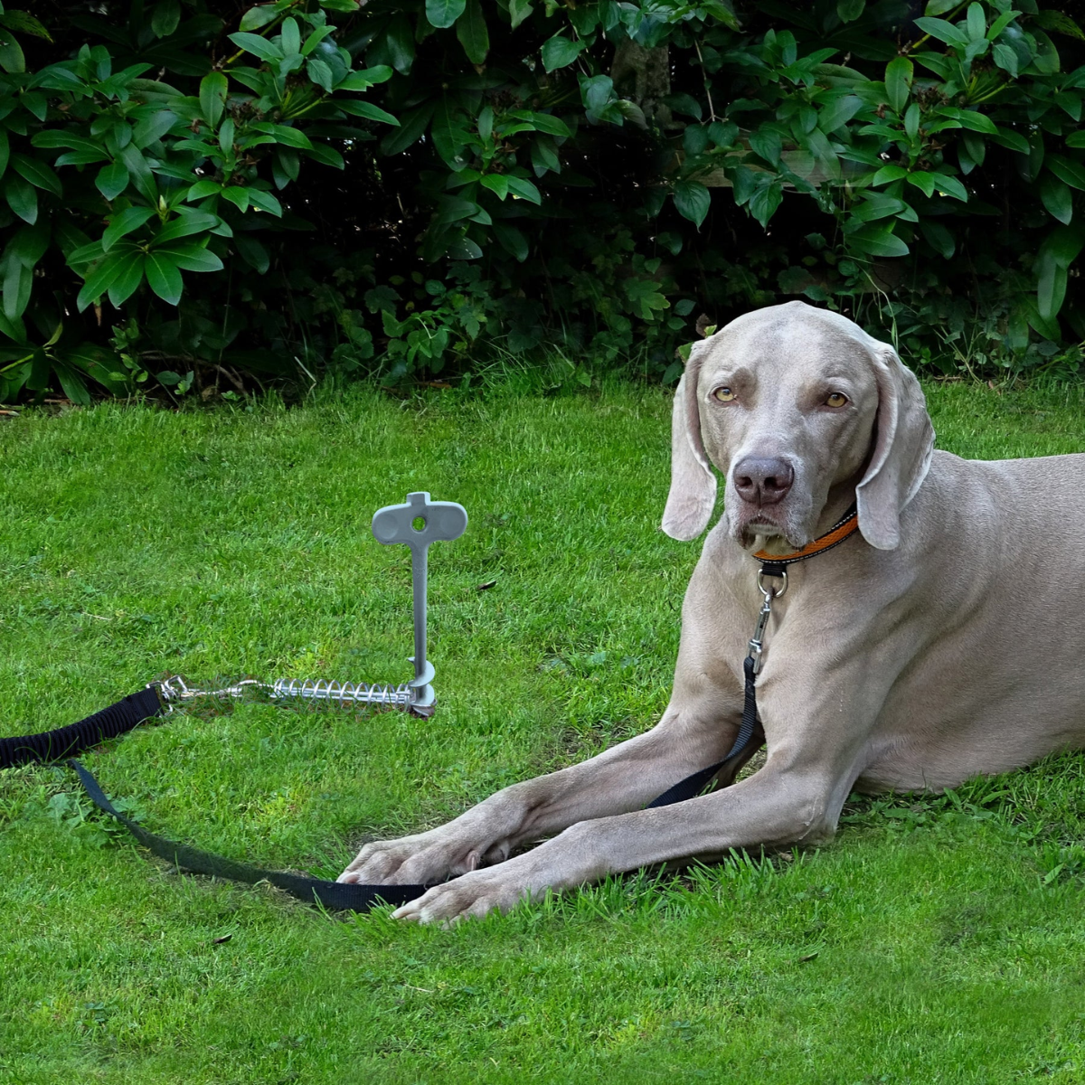 PEGGY PEG PetPeg 2.0 Schraubhering mit Stossdaempfer 33 cm - HP63